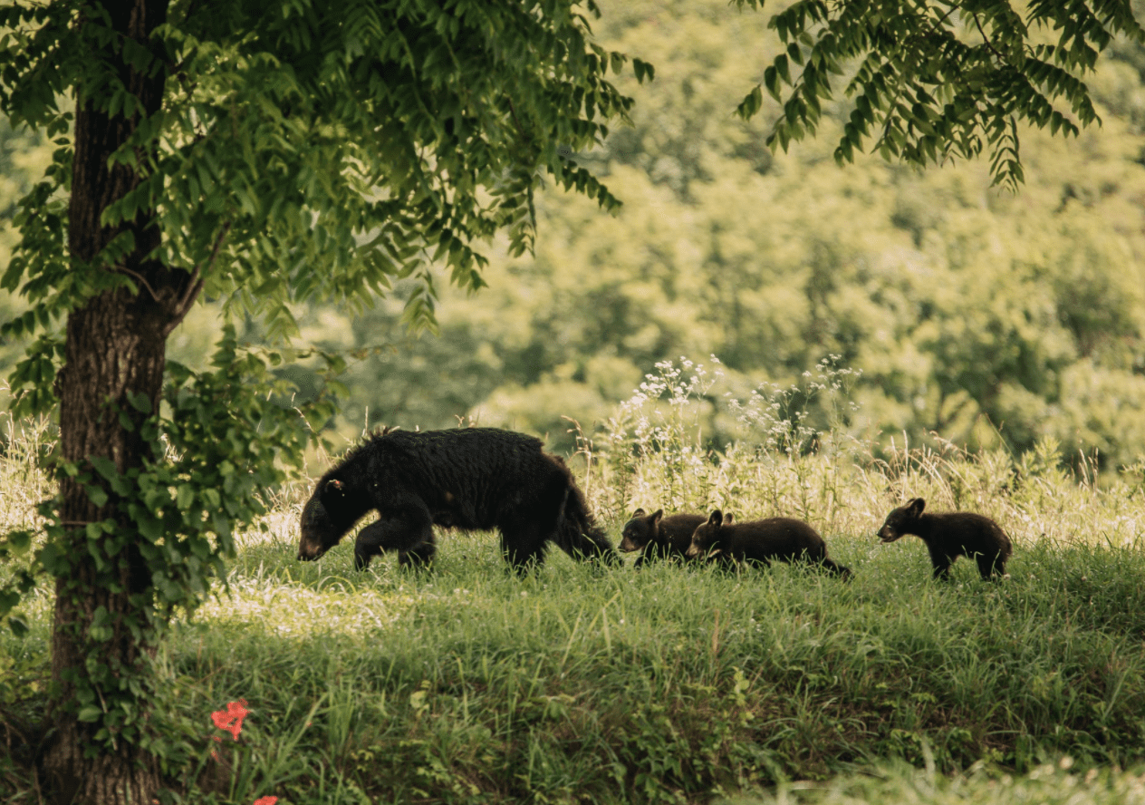 A mother bear walks through tall grass with her three cubs | Photo: Pexels/Kalen Kemp