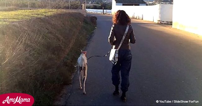 Dog with a broken leg leads vets two miles to her puppies