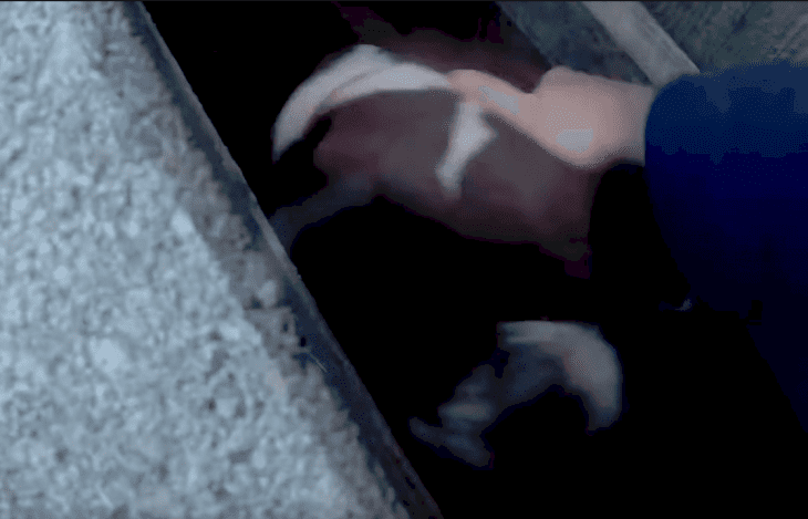 Source : Youtube/RSPCA Cymru Source : Youtube/RSPCA Cymru