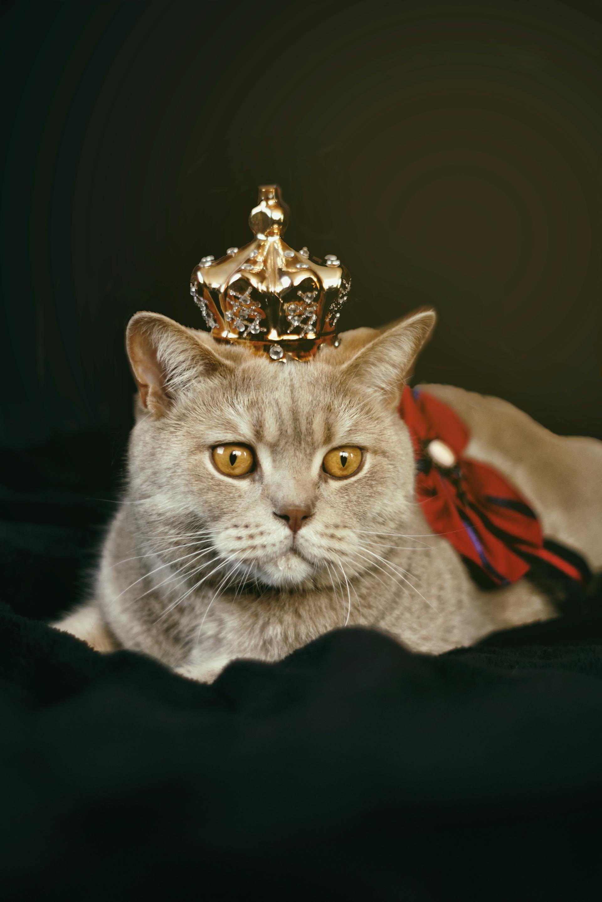 A cat with a crown | Source: Pexels