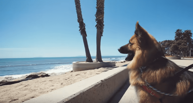 Herschel viendo el mar. | Imagen tomada de: YouTube/Rocky Kanaka Herschel viendo el mar. | Imagen tomada de: YouTube/Rocky Kanaka