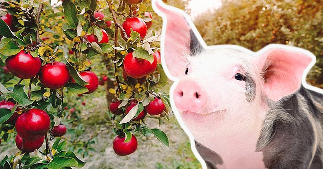 The first farmer showed the pictures of his pigs to the second farmer. | Photo: Shutterstock