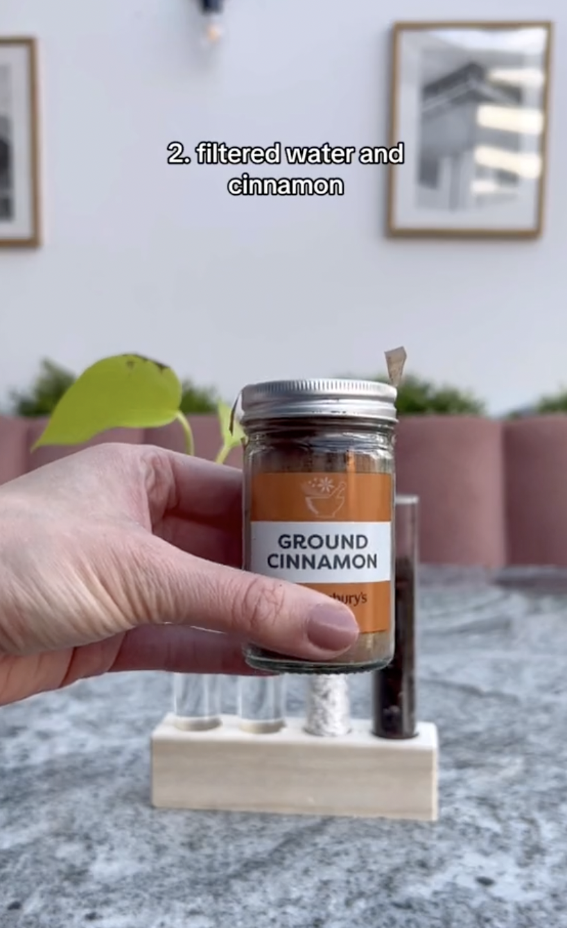 A bottle of ground cinnamon for the propagation experiment in a clip uploaded on October 5, 2024 | Source: TikTok/thelittlelifelately