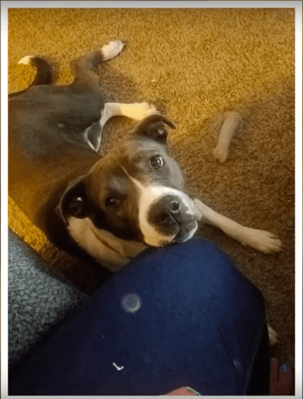Quelle: youtube/TOP ANIMALS STORIES