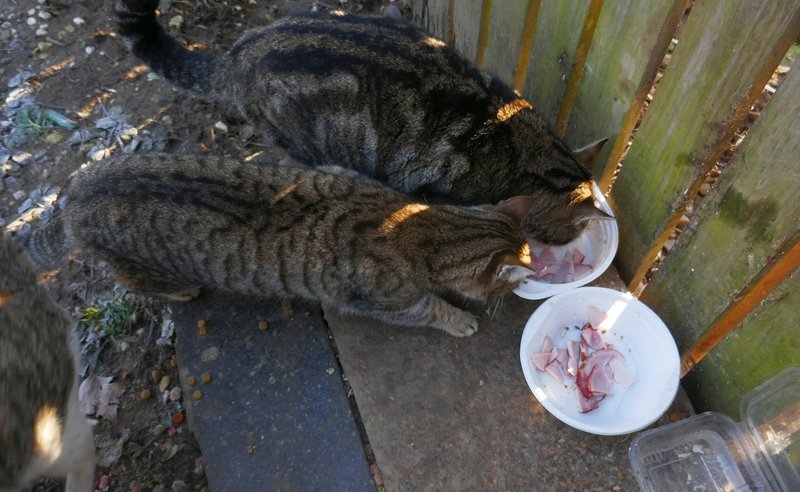 Gatos alimentándose. | Imagen: Good Free Photos