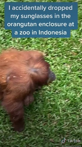 The orangutan finding the sunglasses | Photo: tiktok.com/@minorcrimes