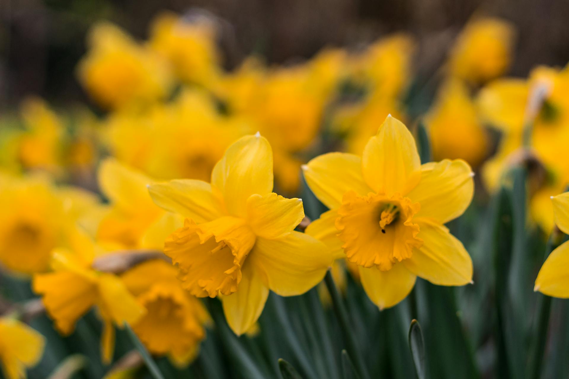 Daffodils | Source: Pexels