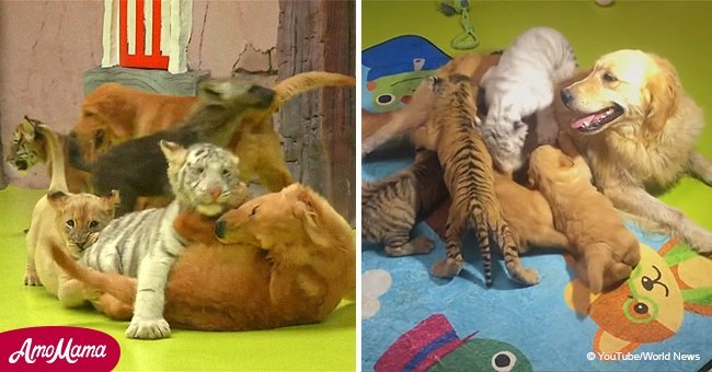 Golden Retriever mother adopts an unlikely litter of baby lion, tiger, and hyena