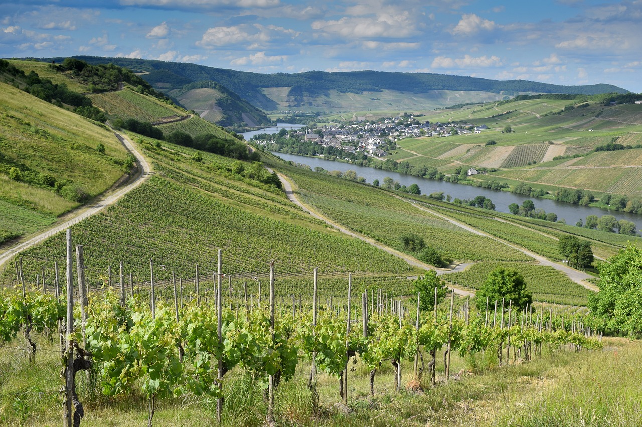 A vineyard next to a river | Source: Pixabay