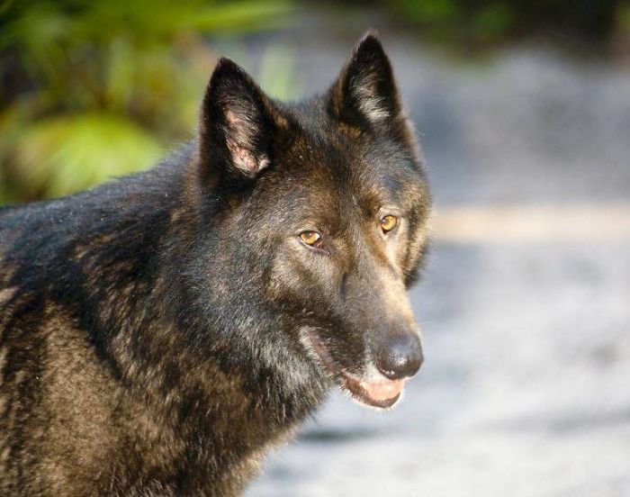 Le chien-loup Yuki / Source : Shy Wolf Sanctuary