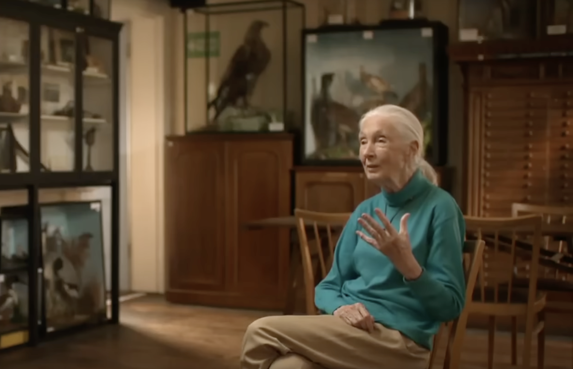 Jane Goodall speaks during an indoor interview surrounded by wooden furniture and display cases featuring birds and other natural specimens. She gestures with her right hand while seated in a teal sweater. | Source: YouTube/@CBSSundayMorning
