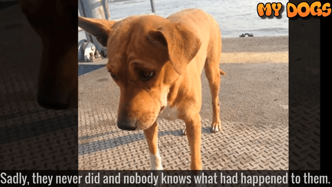 Perrita abandonada│Imagen tomada de: YouTube / My Dogs Perrita abandonada│Imagen tomada de: YouTube / My Dogs