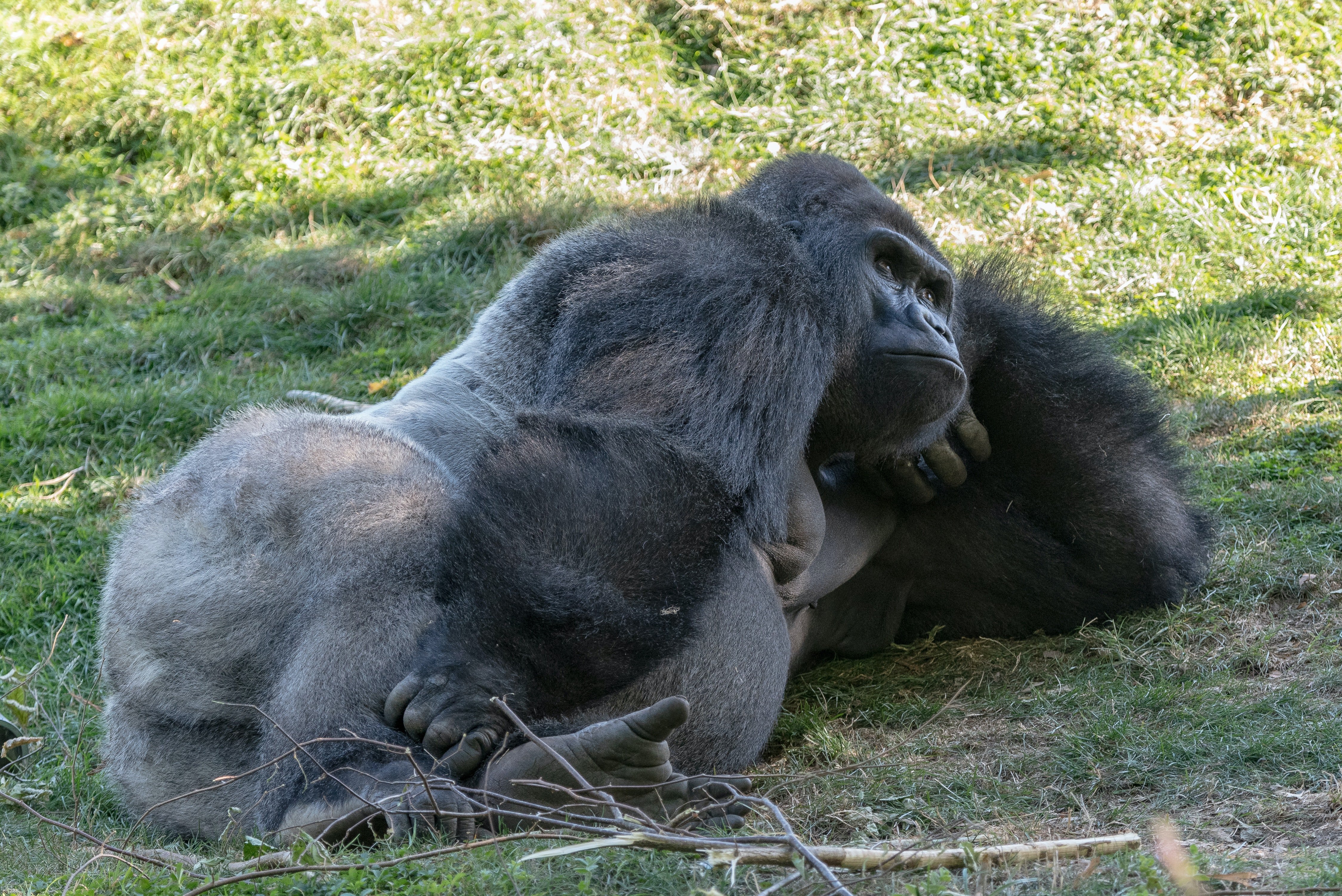 Un gorille couché sur le côté. | Photo : Pexles/ Jonathan lajoie