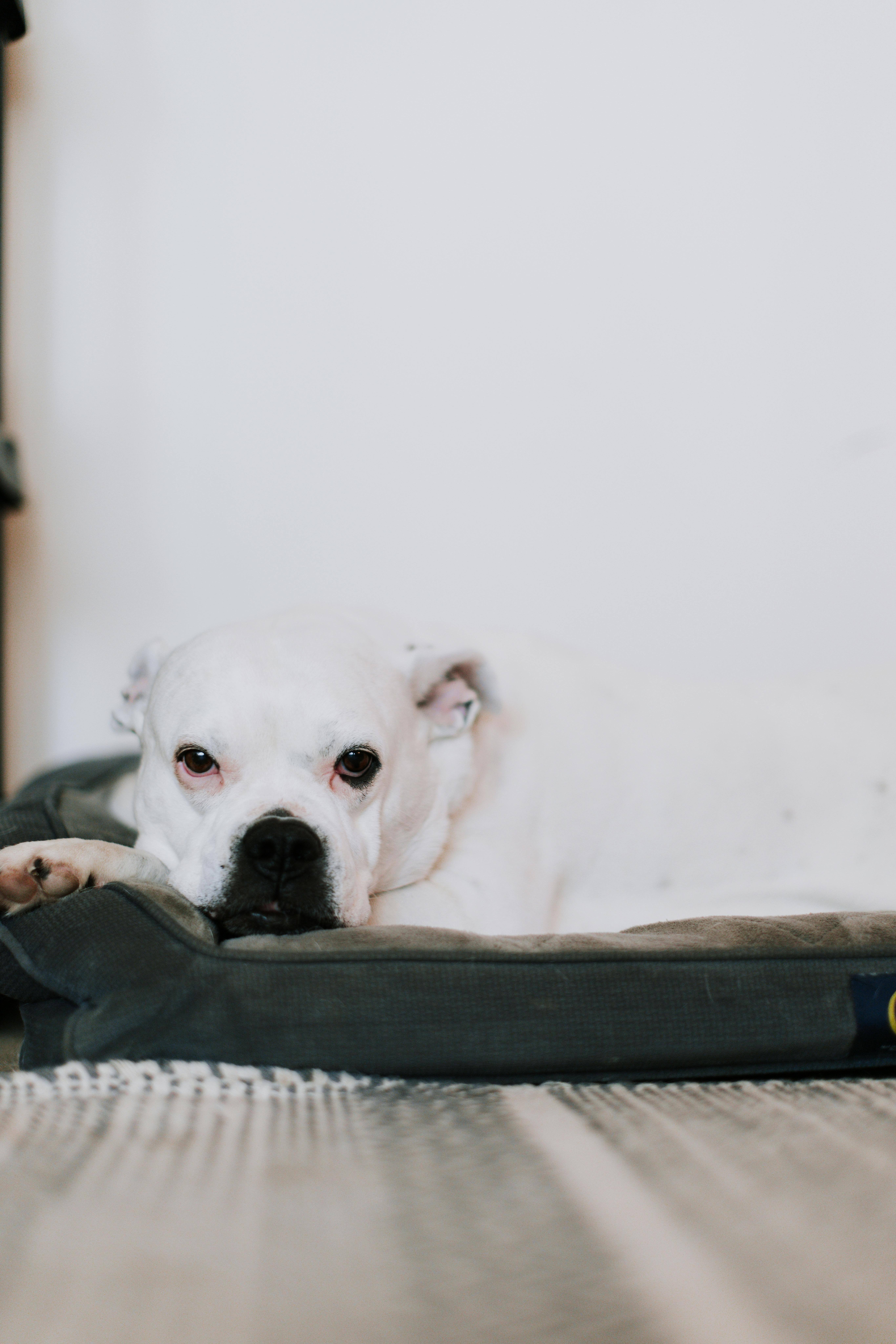 A dog on a pet bed | Source: Pexels