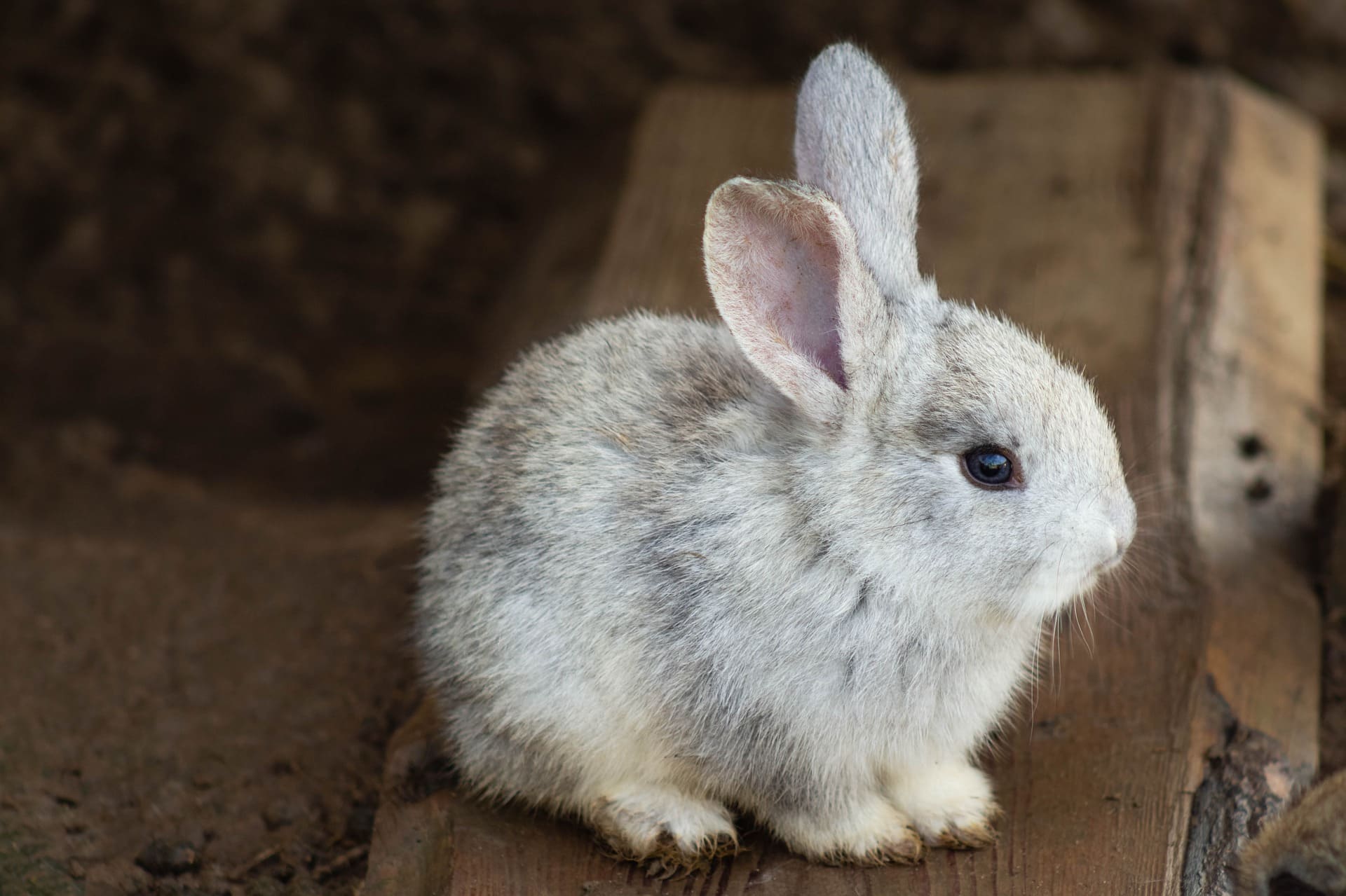 A grey rabbit | Source: Pixabay