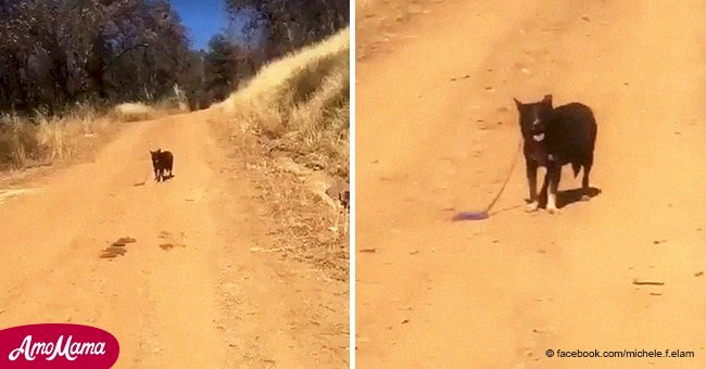 Lonely dog on the road helped save a human life