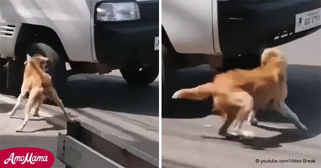 Une chienne aboie désespérément pour son chiot qui avait été renversé et personne ne s'arrête pour l'aider