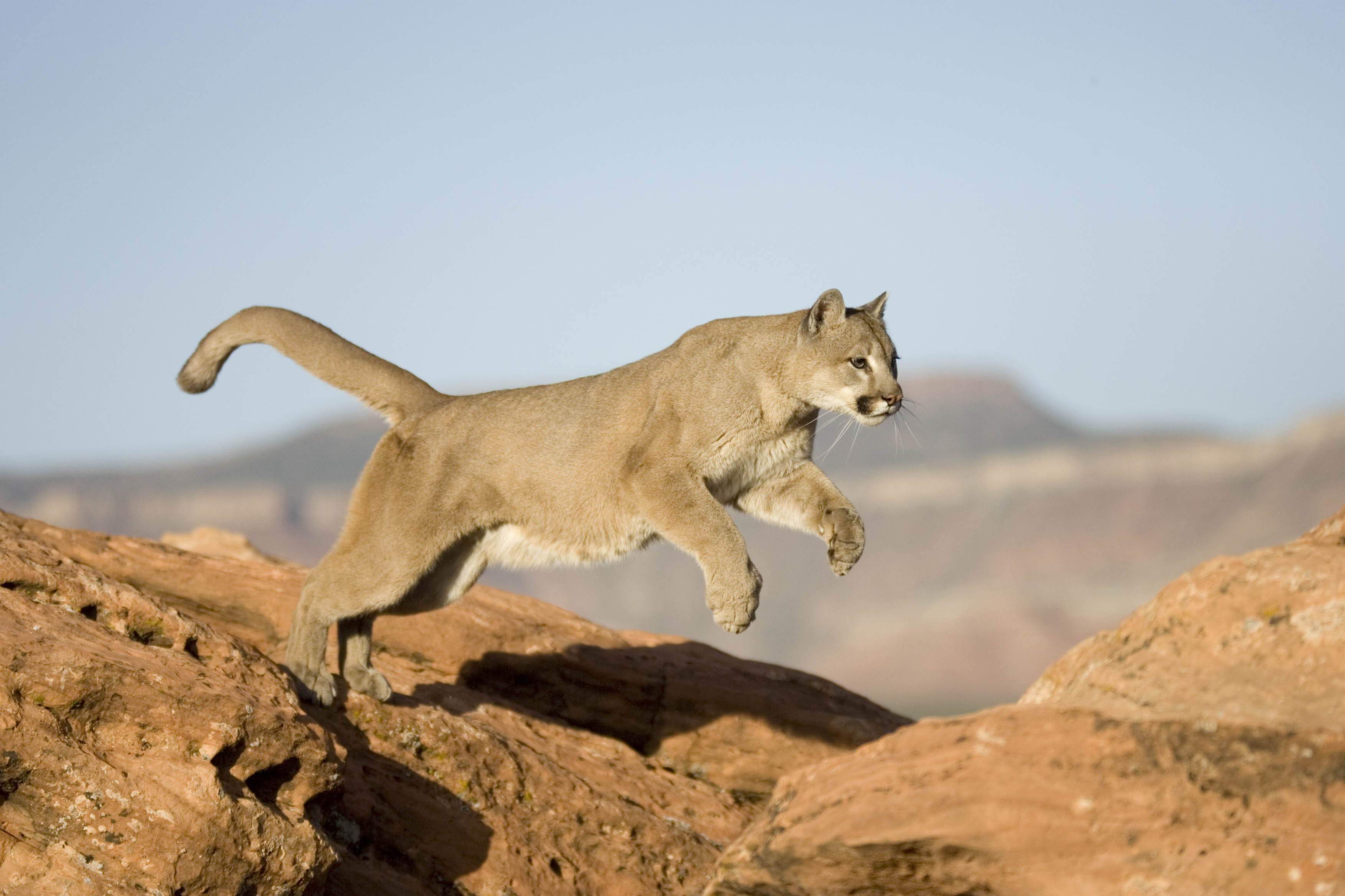 A mountain lion was captured leaping from rock in North America. | Source: Getty Images