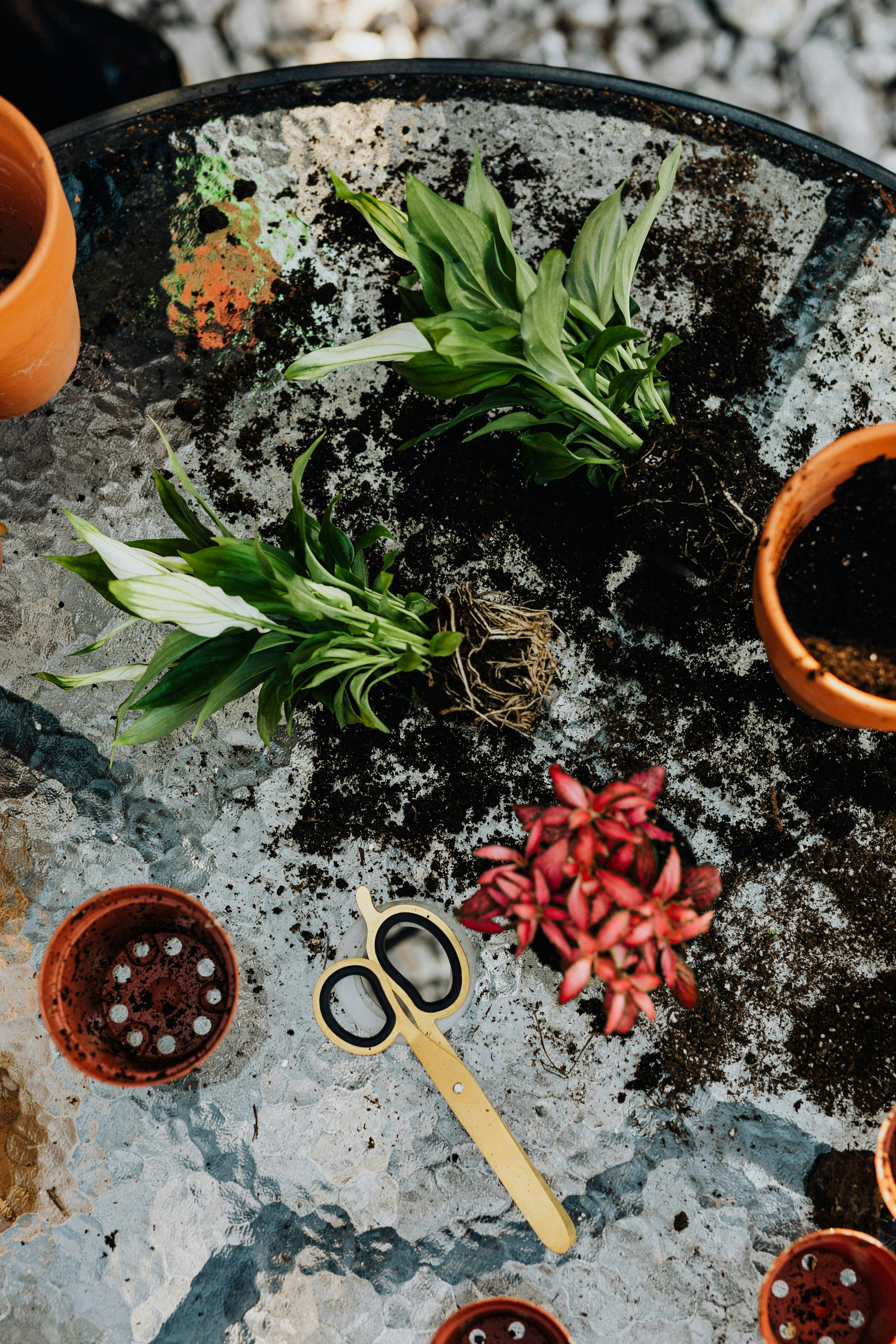 Plants uprooted from pots with soil lying around them | Source: Pexels