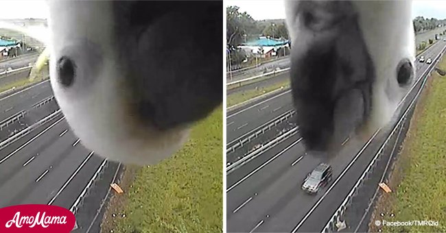 Curious cockatoo checking out traffic camera becomes an instant internet sensation