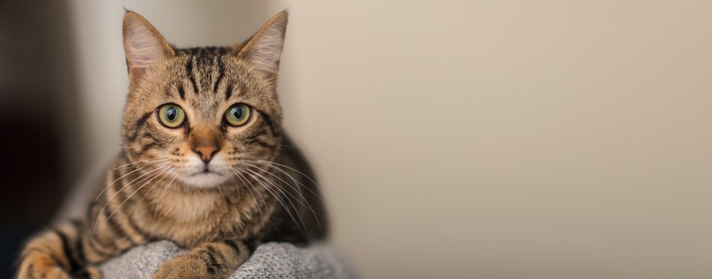Gato doméstico relajado en casa. | Foto: Shutterstock