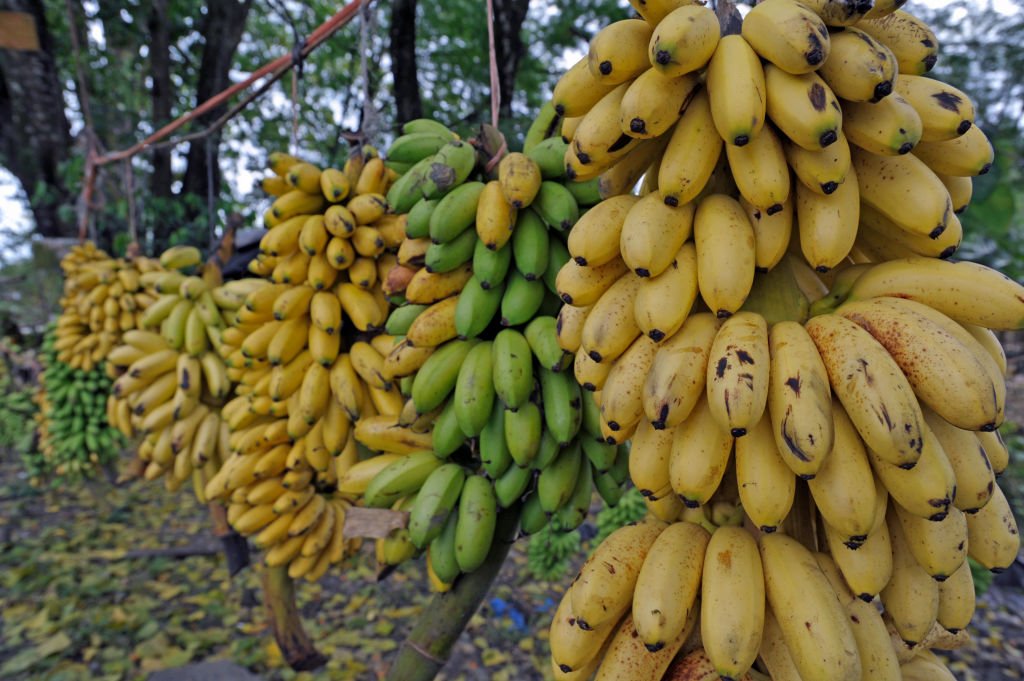  Des bananes | photo : Getty Images
