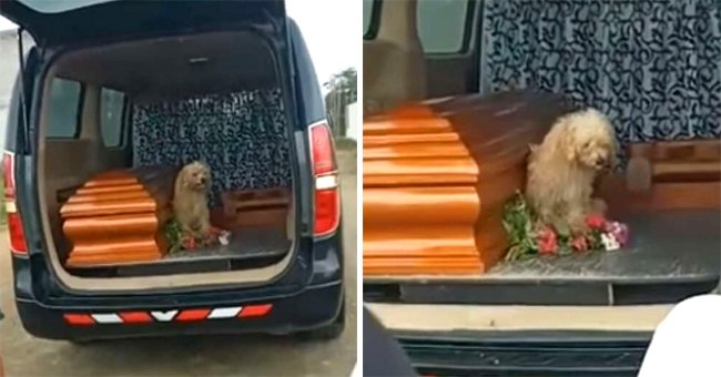 A dog by its owner's coffin at her burial. | Photo: facebook.com/FunerariaysaladevelacionessantaRosa2017