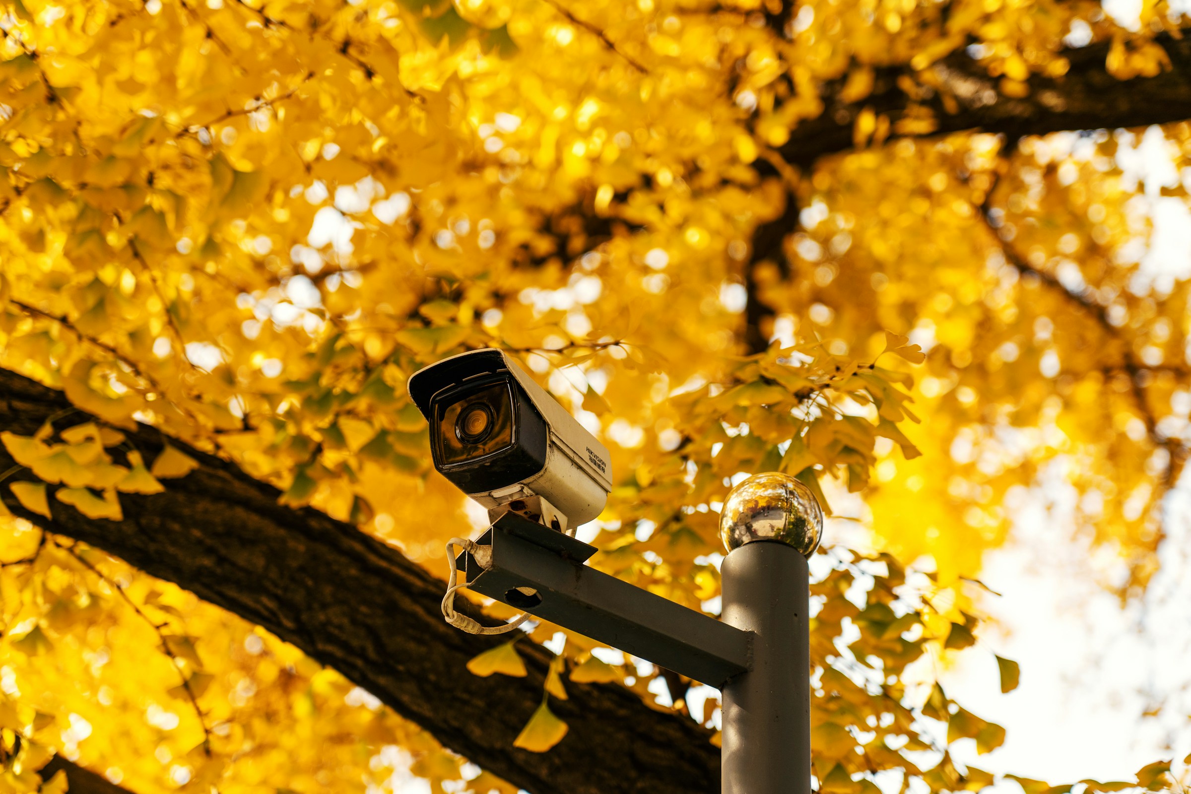 A CCTV camera installed near a tree | Source: Unsplash