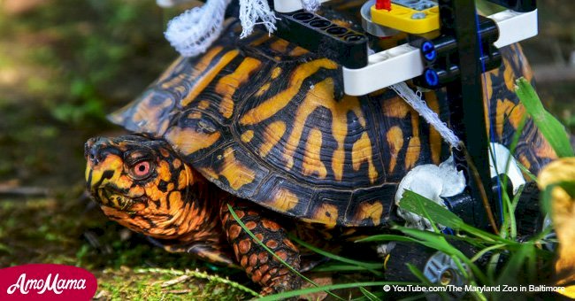 Injured turtle gets a wheelchair made from parts of a popular children's game