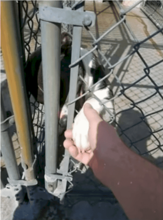 Fuente: YouTube / TOP ANIMALS STORIES