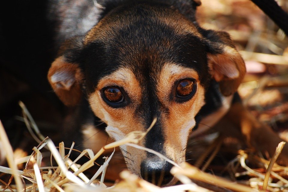 Cachorro / Imagen tomada de: Pixabay Cachorro / Imagen tomada de: Pixabay