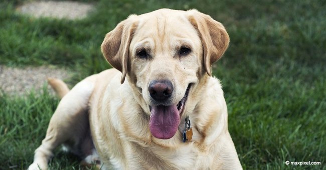 Loyal dog stays with sick owner until an ambulance arrives