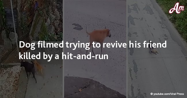 Dog filmed trying to revive his friend killed by a hit-and-run