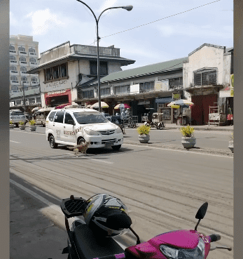 A street dog of a town in the Philippines barking at the vehicles after her puppy was hit by another vehicle. | Source: YouTube/Viral Press