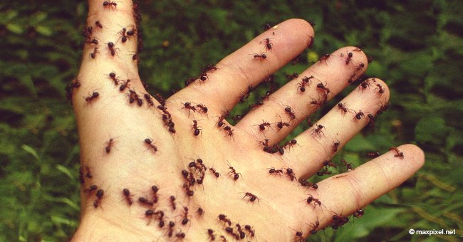 Teenager wird dank einer riesigen Gruppe von Ameisen davor bewahrt, missbraucht zu werden