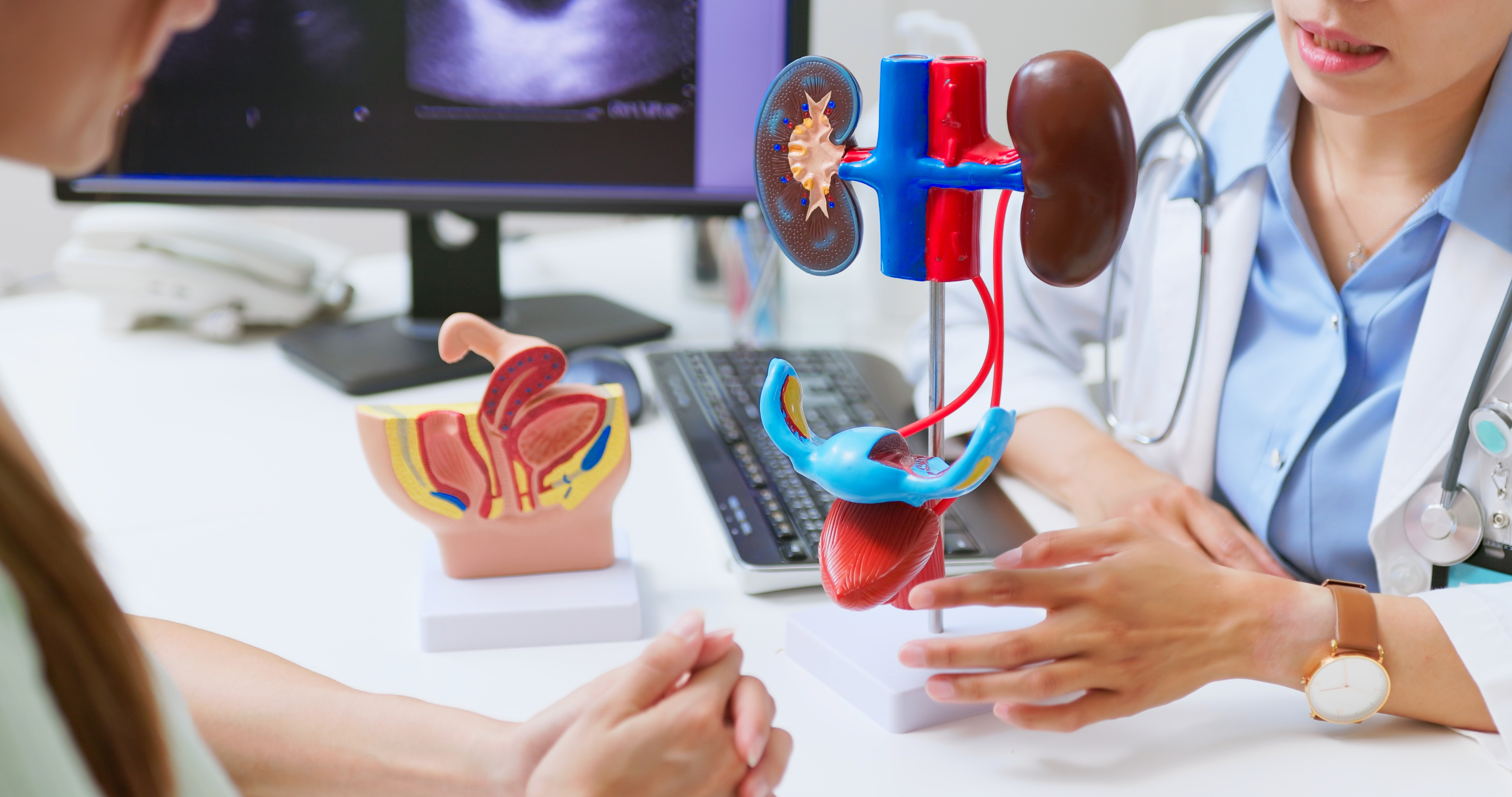 Doctor uses 3D human model to explain urinary system issues — patient may be experiencing incontinence and signs of kidney dysfunction | Source: Getty Images