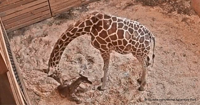 April the Giraffe Just Gave Birth to Her Fifth, Sweet and Squirmy, Spotted Calf