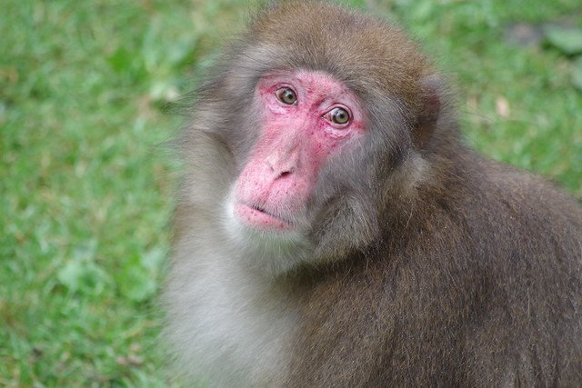 Un singe. l Source: Flickr Un singe. l Source: Flickr