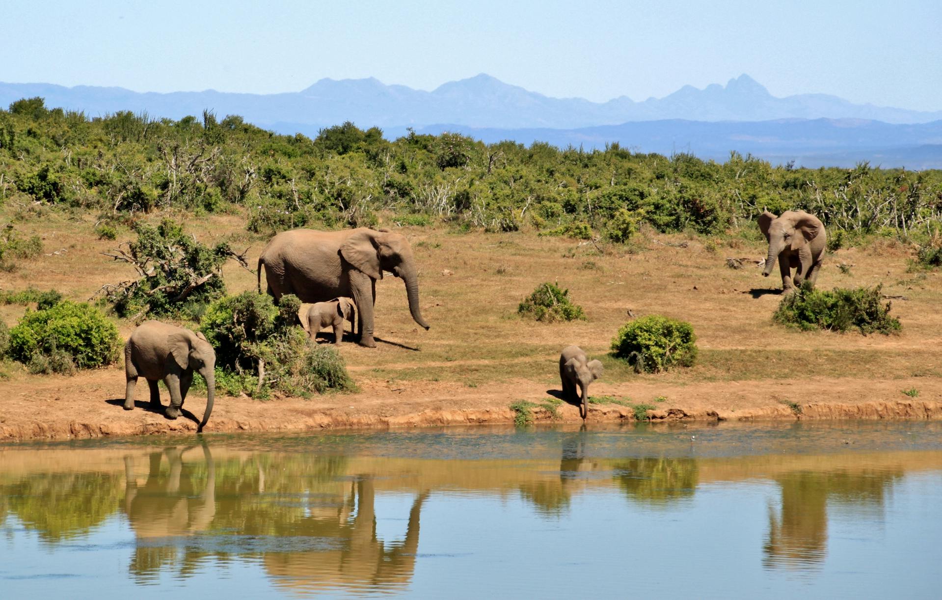 Elephants near water | Source: Pexels