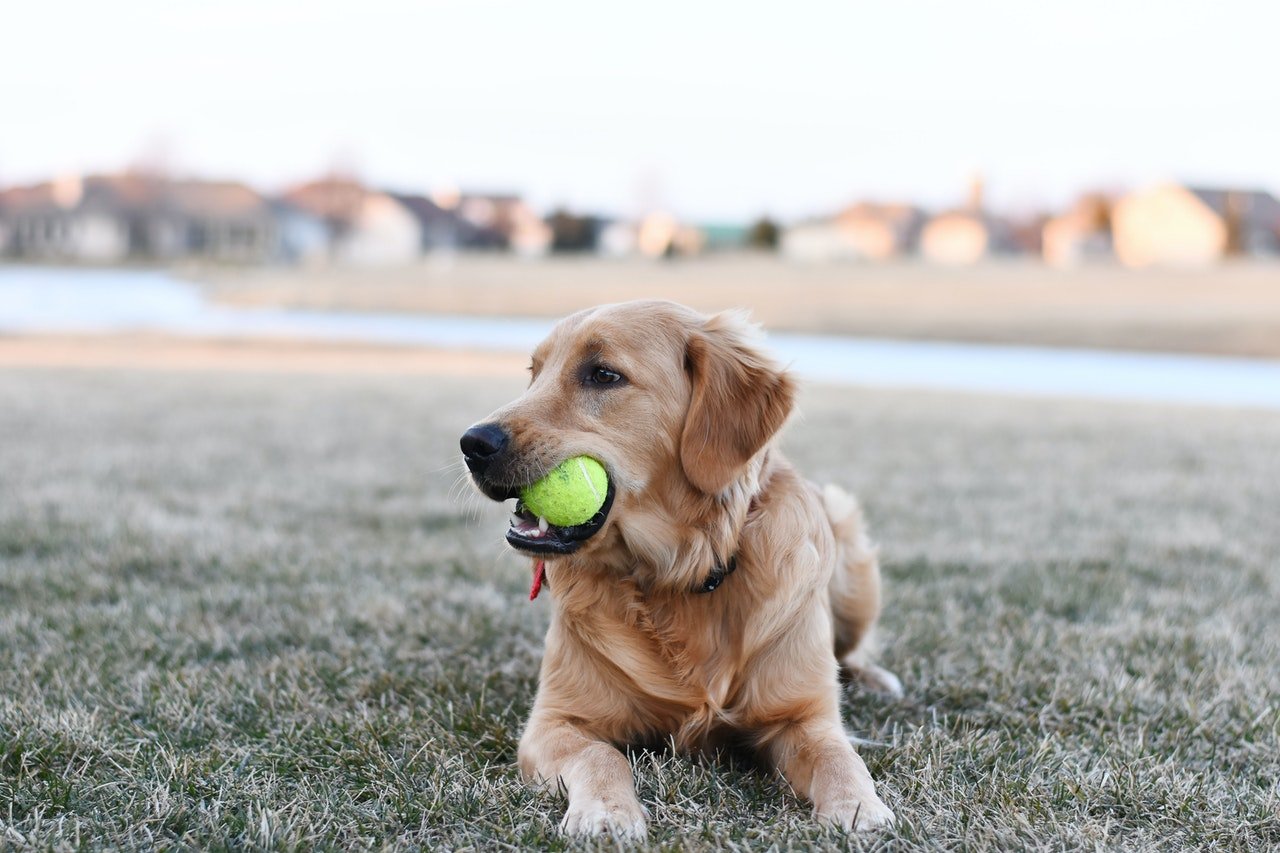 Photo of a dog biting a ball | Photo: Pexels