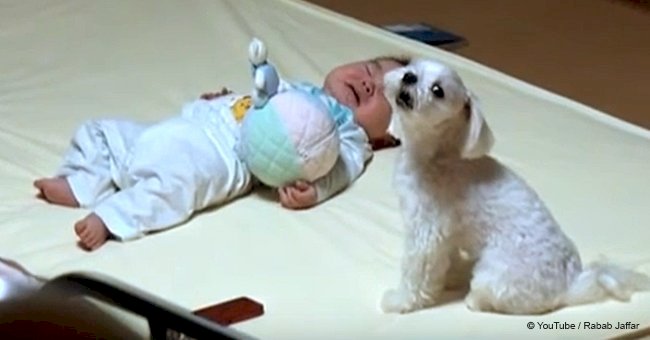 Dog finds the best solution to stop a newborn baby crying and it goes viral