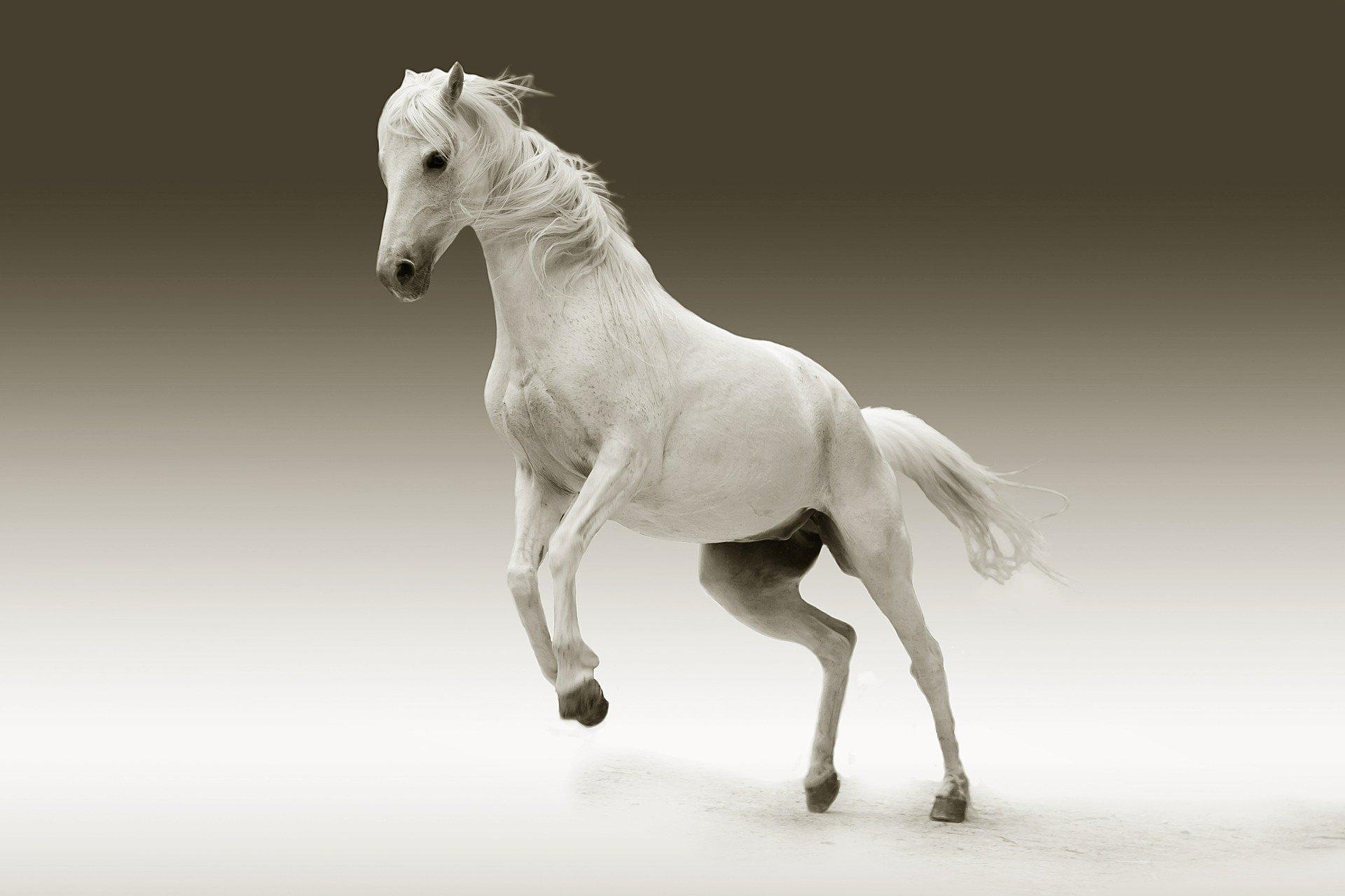 Pictured - A white mare horse | Source: Pixabay