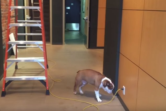 Fuente: YouTube / Mister Bentley the Dog