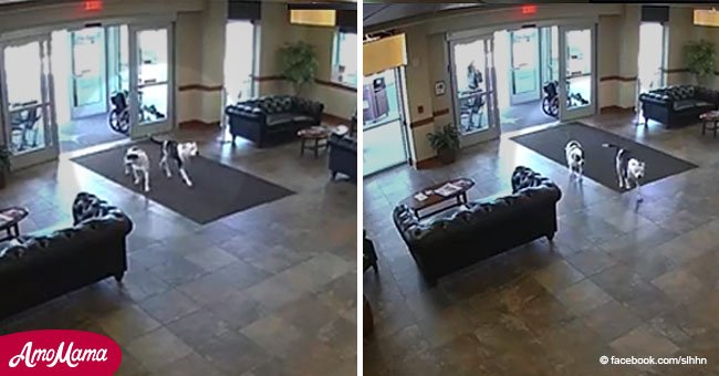 Hospital staff were freaked out by two pit bulls' actions after they wandered in