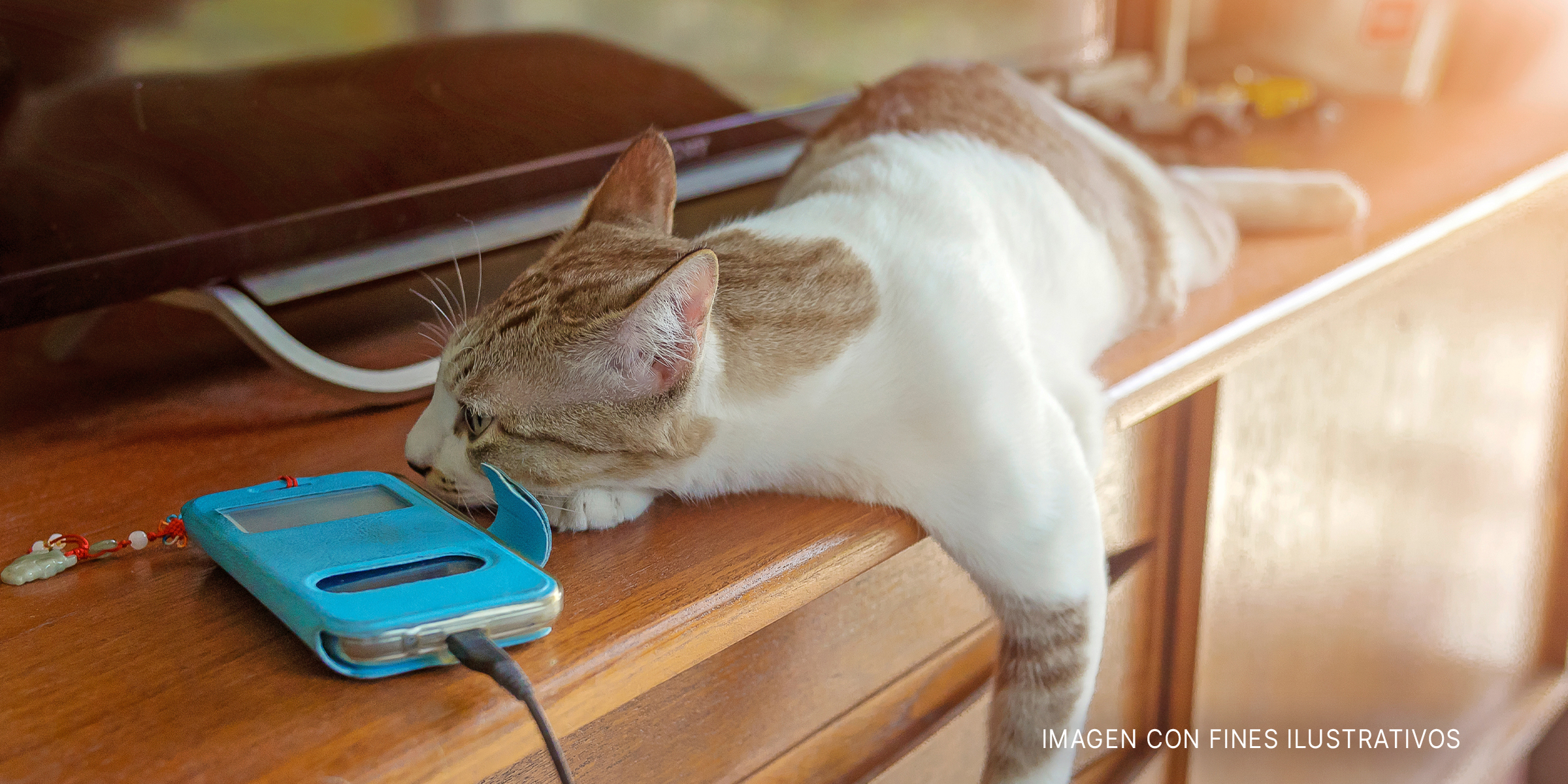 Gato pelirrojo y blanco de pelo corto recostado sobre una mesa. | Foto: Shutterstock