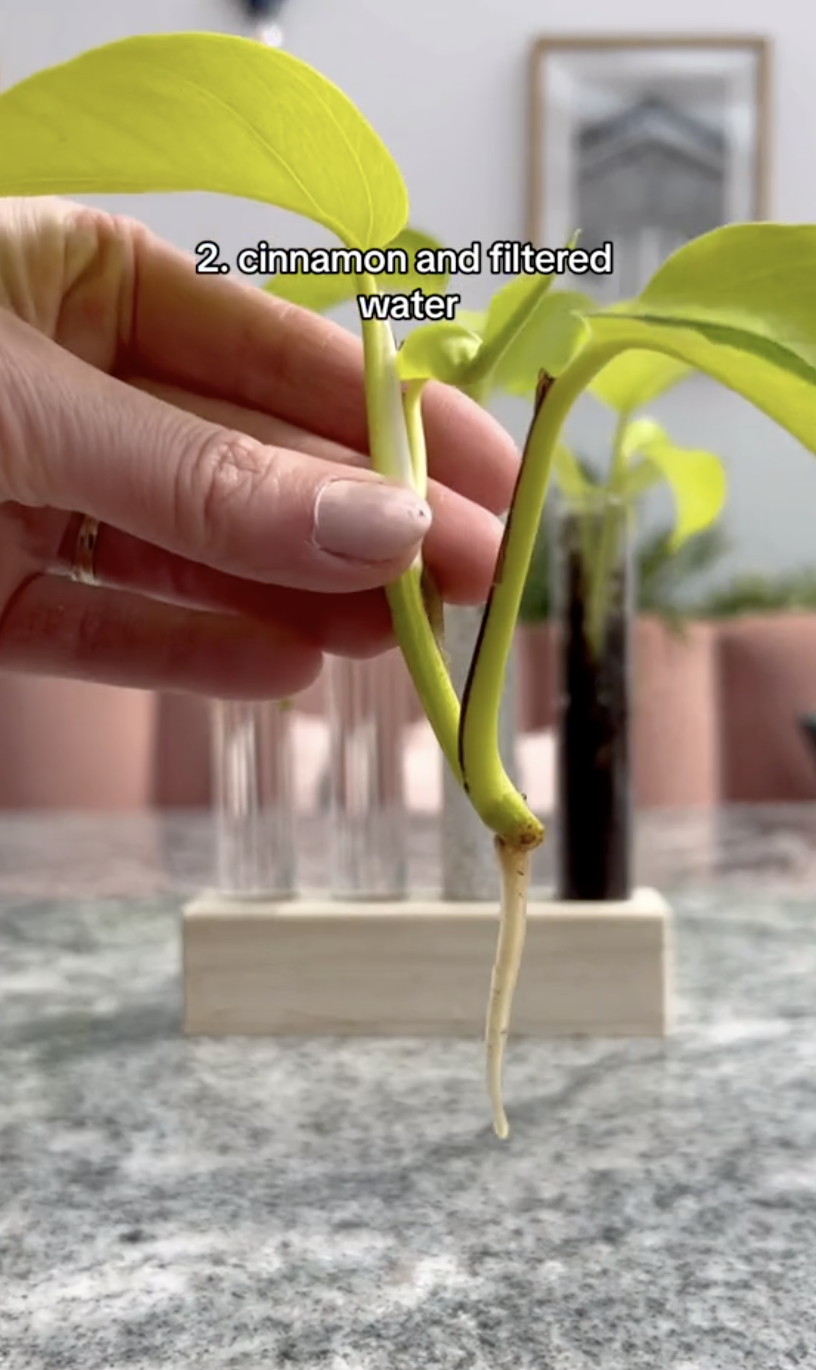 The results of the second test tube's Neon pothos cuttings after being propagated in a clip uploaded on October 5, 2024 | Source: TikTok/thelittlelifelately