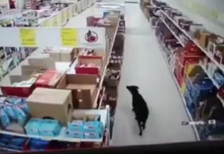 Perrito camina por el pasillo de un local comercial en Colombia. | Foto: Foto: Captura de YouTube/Revista Semana