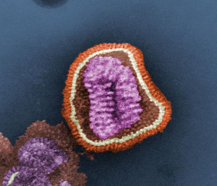 Virus de la influenza. | Foto: Wikipedia Virus de la influenza. | Foto: Wikipedia