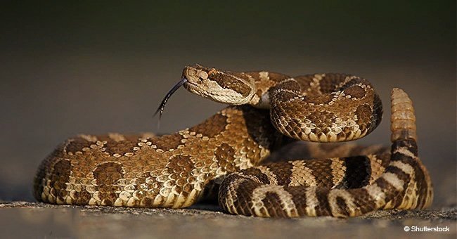 Here's what a giant rattlesnake sounds like when you get too close (video)