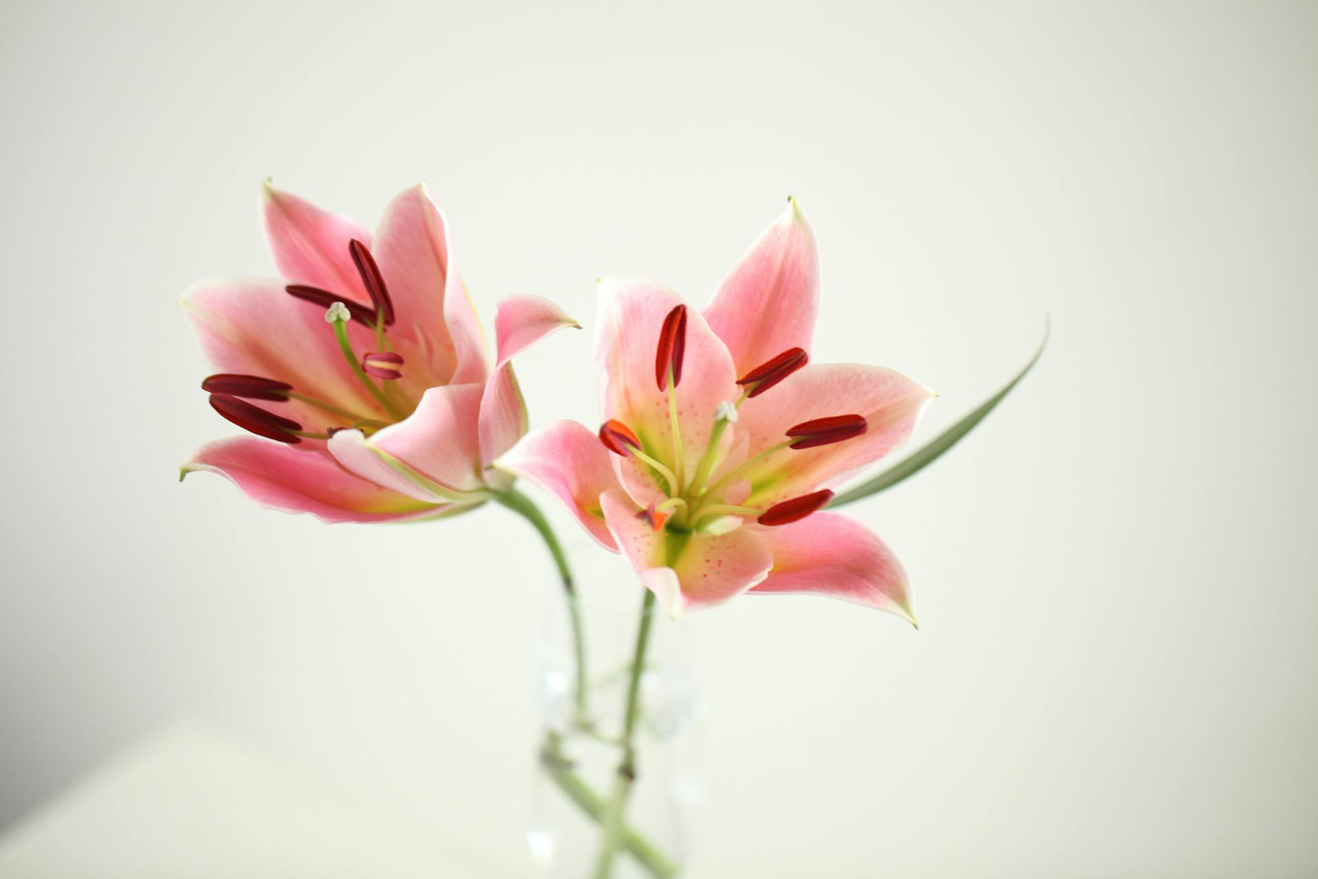 Lilies | Source: Pexels